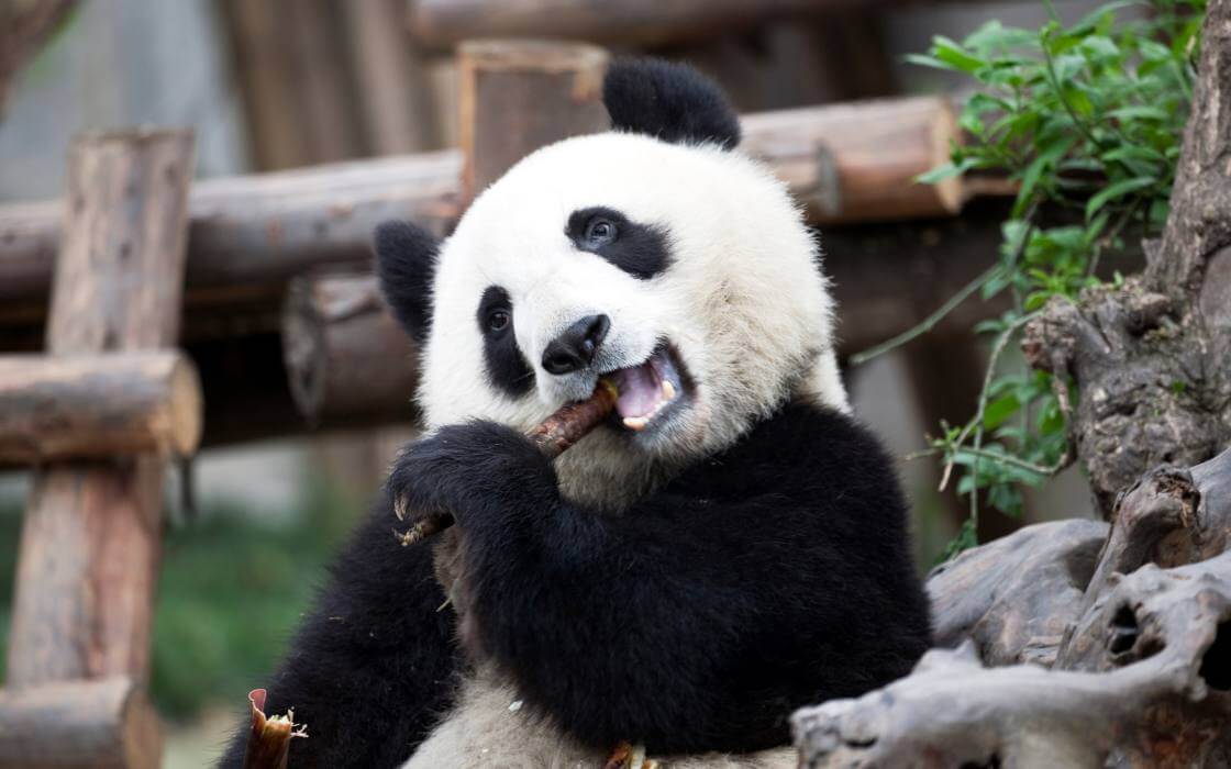 Pakej Chengdu